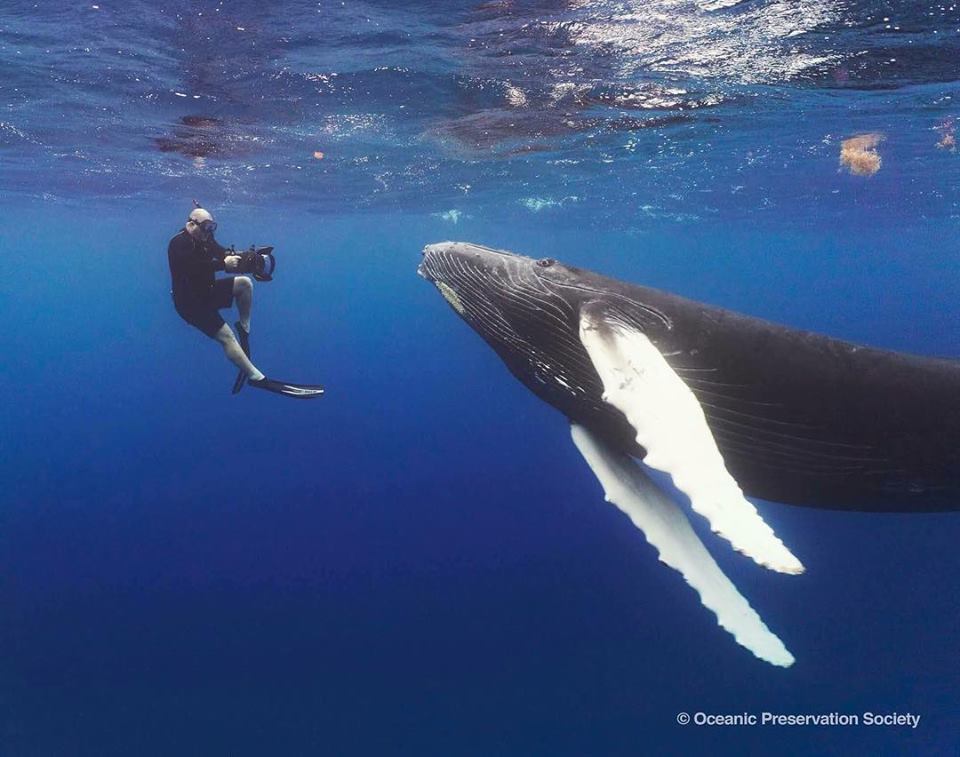 Charities We Support: Oceanic Preservation Society