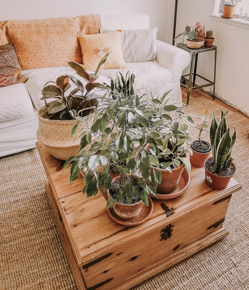 Plant Guide for Beginners