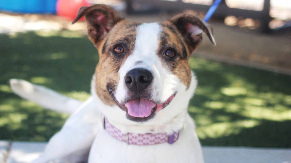Charities We Support: Pets In Need