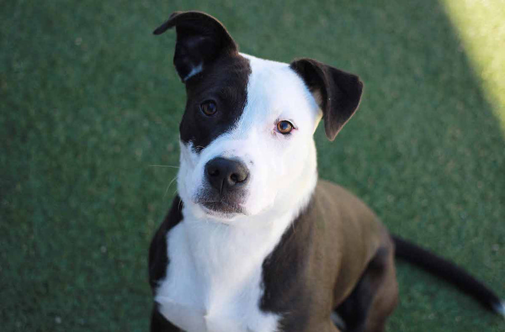 Pets In Need