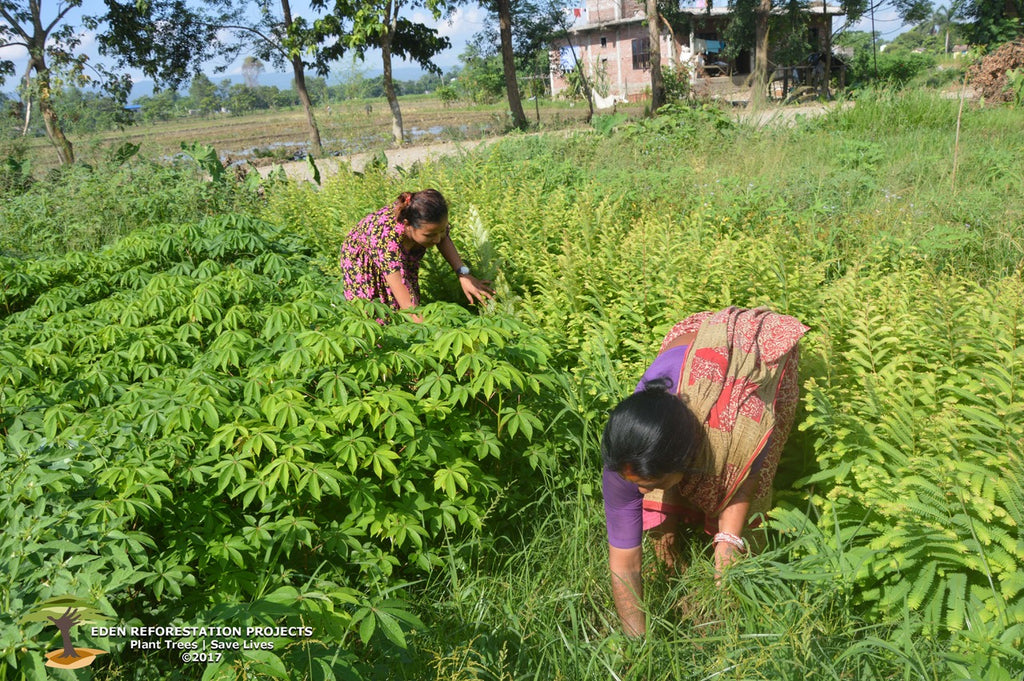 Charities We Support: Eden Reforestation Projects