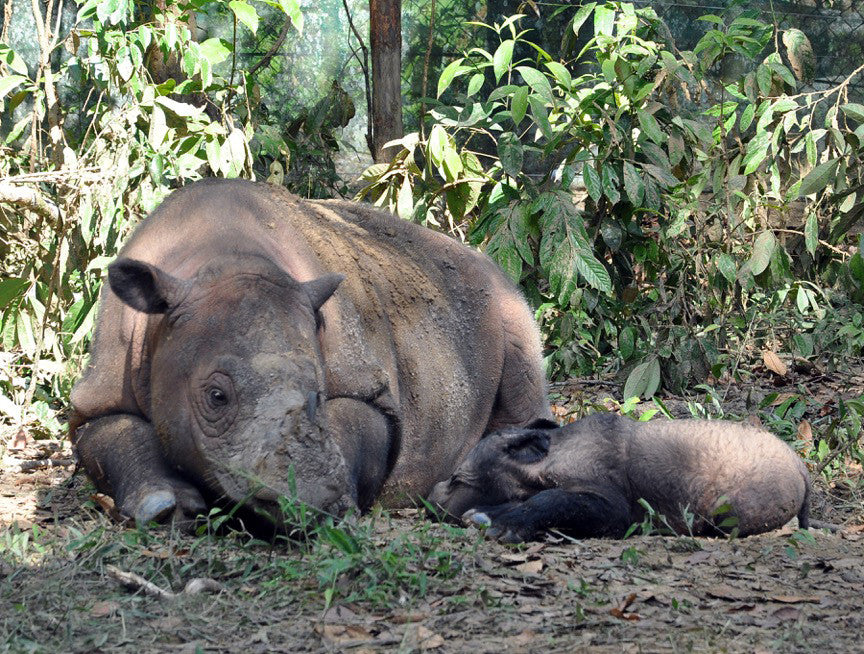 International Rhino Foundation Campaign