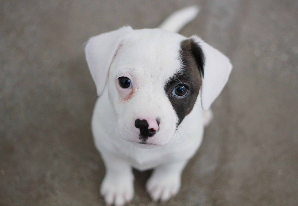 Wakened Apparel x Pets In Need