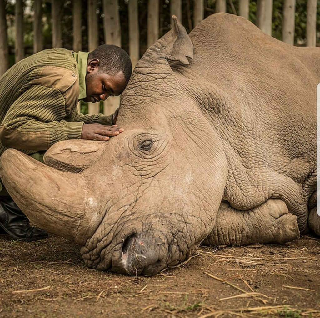 The Death Of Sudan The Northern White Rhino