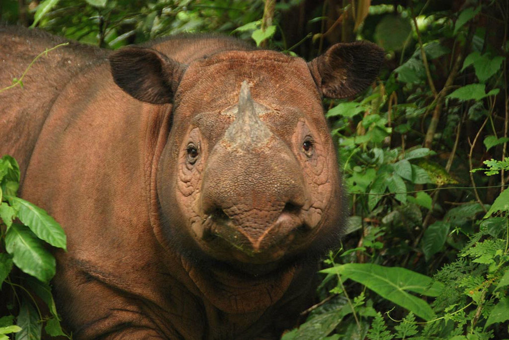 12 Amazing Facts About Rhinos For Kids and Adults