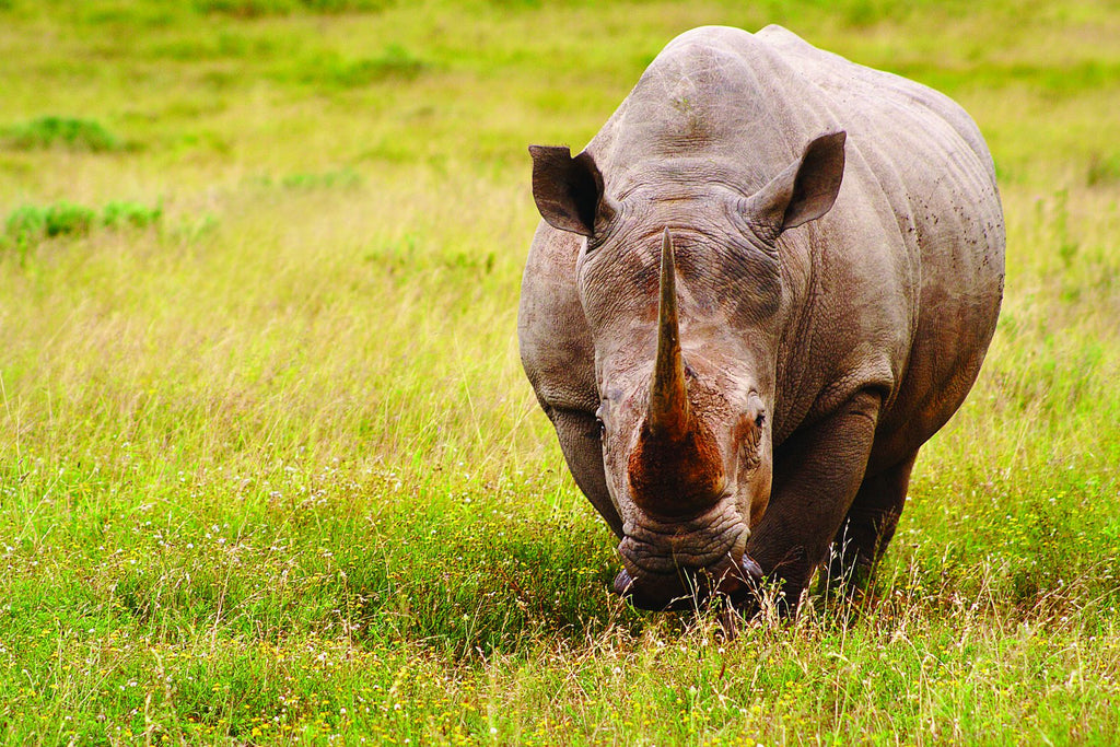 Charities We Support: International Rhino Foundation